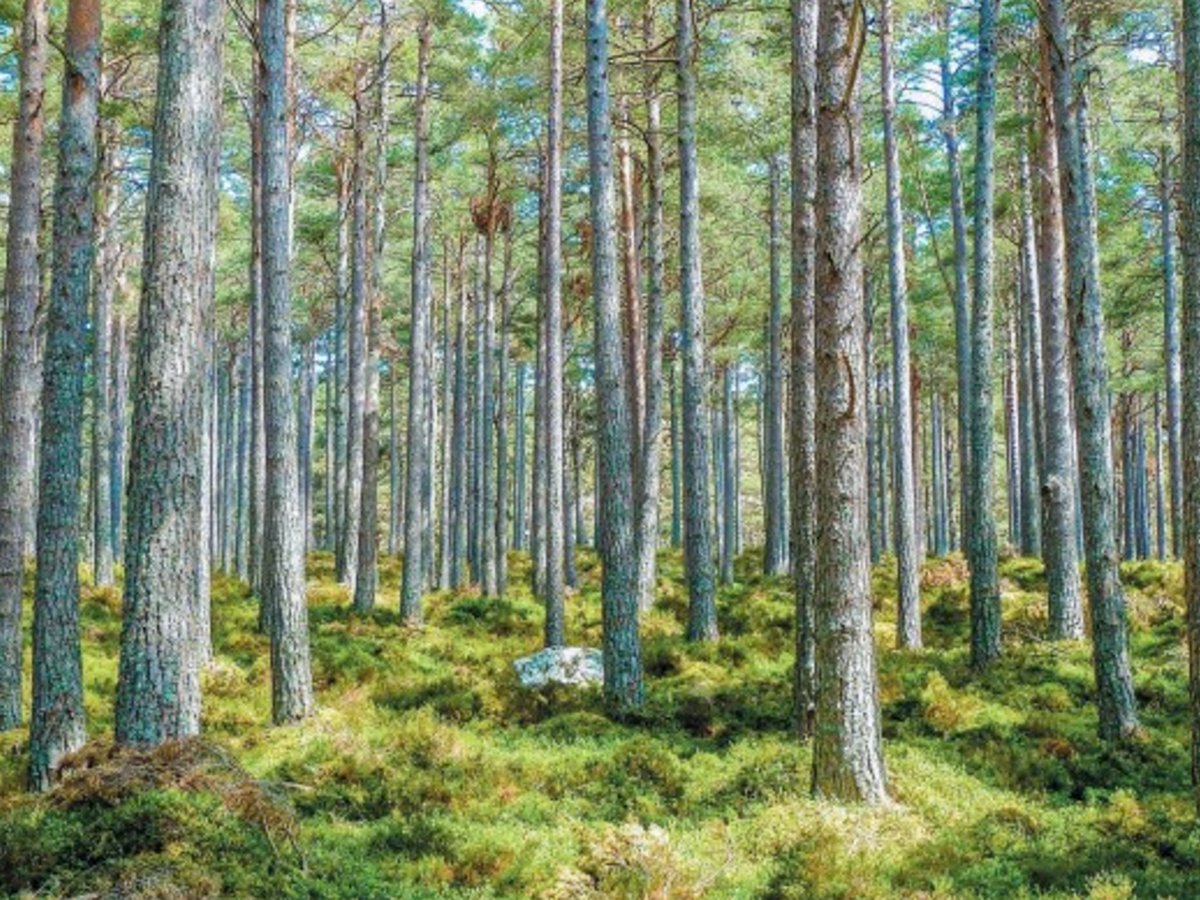 Día mundial del Medio Ambiente