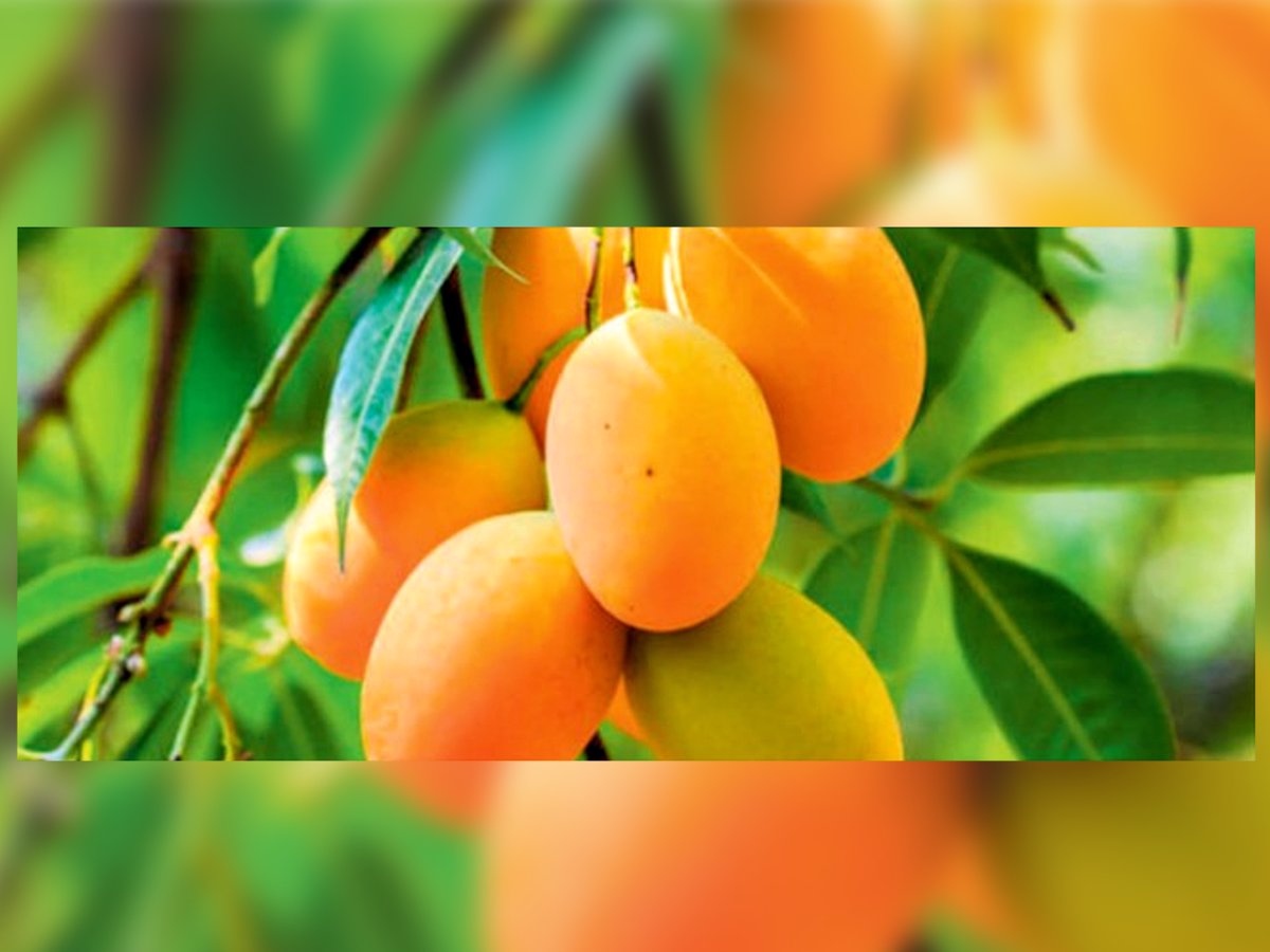 Mango cundinamarques se exportará a los Estados Unidos