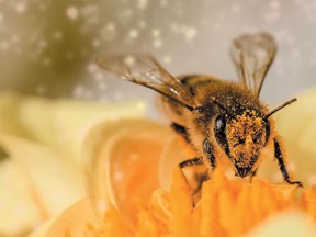 Abejas