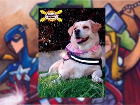 Molly de Avengers Pets.