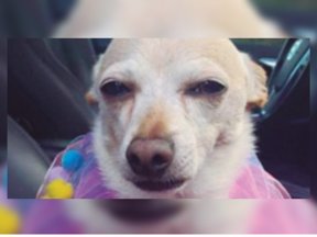 el perro más viejo del mundo