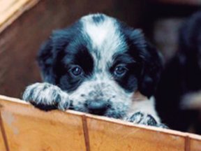 página web del Instituto de Protección y Bienestar Animal