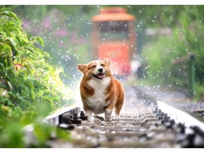 Periodicos de Colombia -Animales Foto Pixabay