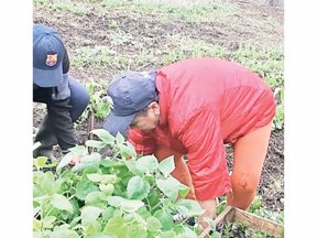 Huertas caseras en Sibaté. Huertas caseras en Sibaté.