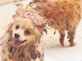 Rescate animal. Rescate animal.