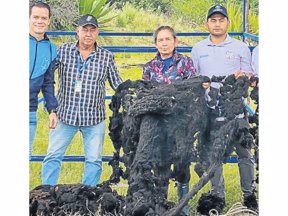 En Cucunubá, la cría de ovejas impulsa el emprendimiento rural.